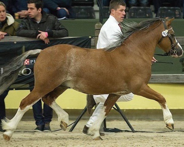 Deckhengst Challenge Charming Vince (Welsh Mountain Pony (Sek.A), 2011, von Ysselvliedts Golden Boy)