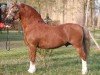 stallion Heathside Flashman (Welsh mountain pony (SEK.A), 1995, from Llwynan Flash)