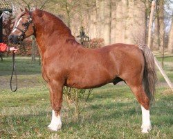 stallion Heathside Flashman (Welsh mountain pony (SEK.A), 1995, from Llwynan Flash)