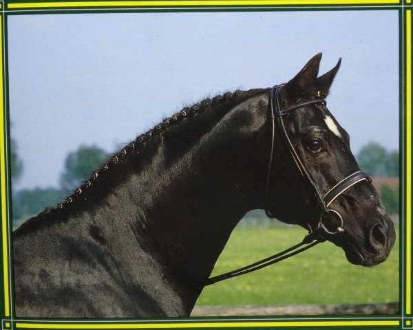 stallion Salut (Hanoverian, 1966, from Sender)