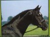 stallion Salut (Hanoverian, 1966, from Sender)