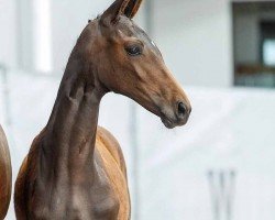 dressage horse Golden Eye (Westphalian, 2024, from Glamourdale)