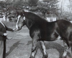 stallion Ural 1860 (Rhenish-German Cold-Blood, 1981, from Ultus 1845)