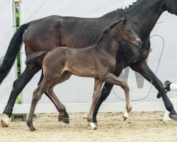 foal by Teenage Dirtback (Westphalian, 2024, from Tie Break)