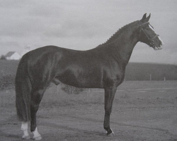 horse Eddy 288 (Sachs-door. Heavy Warmbl., 2012, from Elbling)