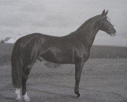 Pferd Eddy 288 (Sächs.-Thür. Schweres Warmbl., 2012, von Elbling)