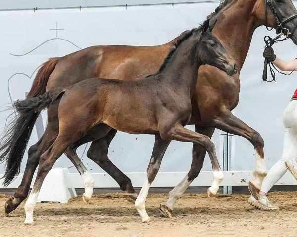 Fohlen von Sweet Smartie (Westfale, 2024, von Segantini 6)