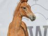 foal by Stute von Vandenberg / Danone I (Westphalian, 2024, from Vandenberg 4)