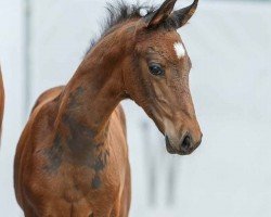 foal by Fürstenfeld (Westphalian, 2024, from Fürst Belissaro)