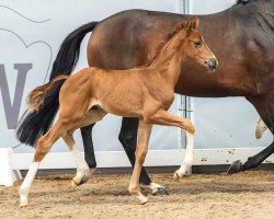 foal by Bonfire Heart (Westphalian, 2024, from Callaho's Benicio)