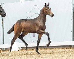 foal by Dynamic Queen (Westphalian, 2024, from Dynamic Dream)