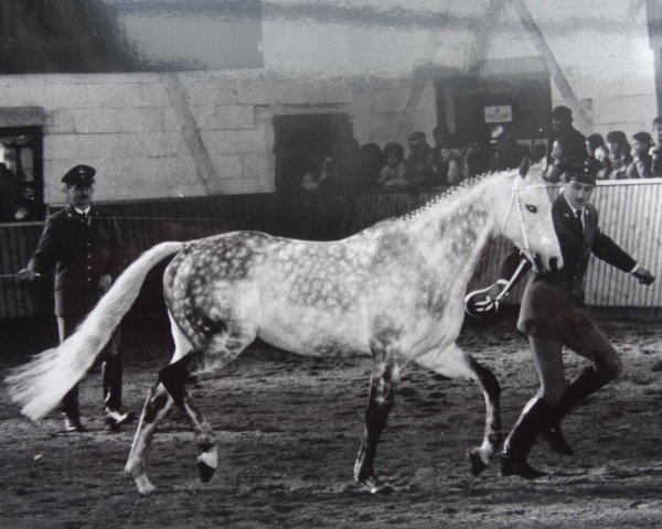 stallion Melotto xx (Thoroughbred, 1986, from Gidron xx)