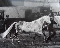 stallion Melotto xx (Thoroughbred, 1986, from Gidron xx)