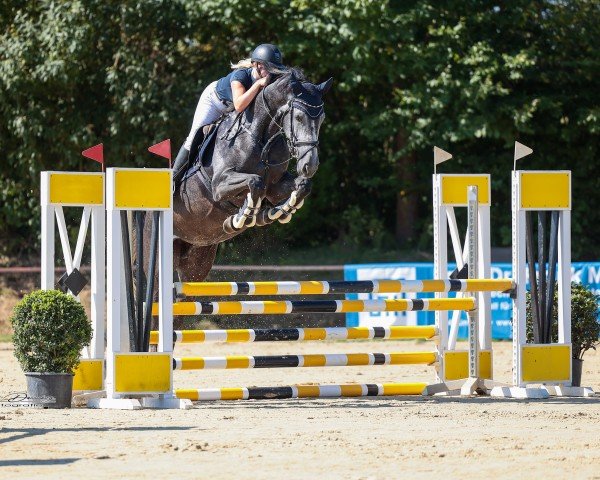 jumper Rayna 3 (anglo european sporthorse, 2017, from Tangelo van de Zuuthoeve)