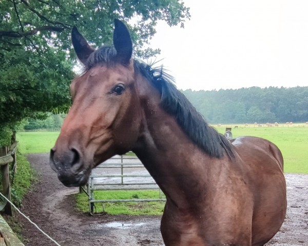 jumper Delano le Grande S (Hanoverian, 2022, from DIAMANT VAN KLAPSCHEUT Z)