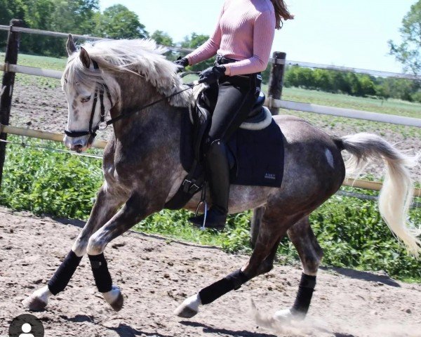 Pferd Incredible (Nederlands Welsh Ridepony, 2014, von Ismar)