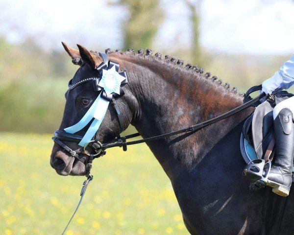 dressage horse Haywards Upper Class (New Forest Pony, 2020)