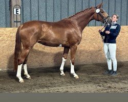 dressage horse Farbenfroh N 2 (Hanoverian, 2021, from Fürst Nymphenburg)