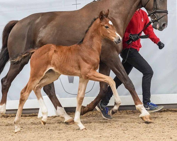 Fohlen von Bonne Deluxe (Westfale, 2024, von Bon my Love)