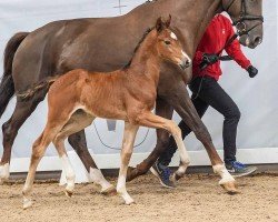 foal by Bonne Deluxe (Westphalian, 2024, from Bon my Love)