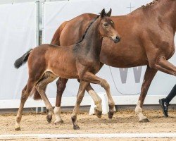 foal by Dahlia (Westphalian, 2024, from Despacito 16)