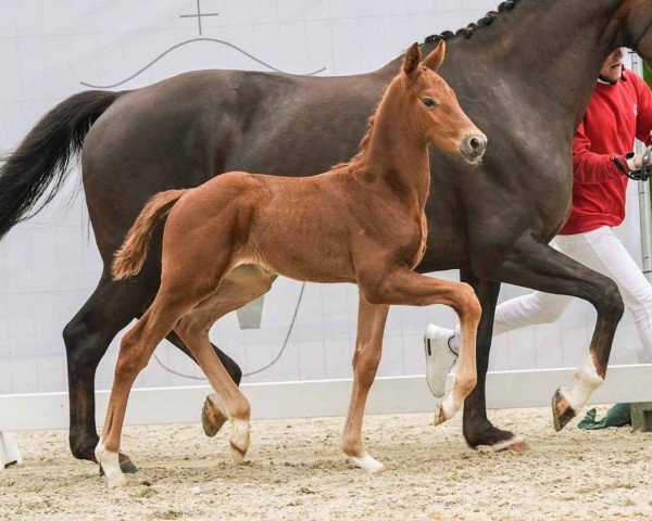 dressage horse Infinity (Westphalian, 2024, from Iowa Gold)