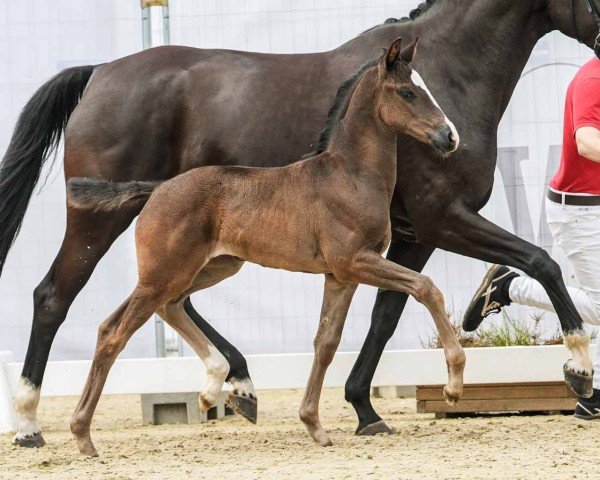 foal by Finess (Westphalian, 2024, from Fanegro)