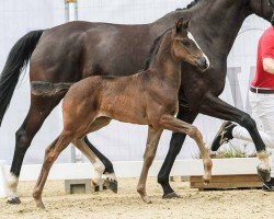 foal by Finess (Westphalian, 2024, from Fanegro)