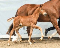 foal by Everybody's Darling (Westphalian, 2024, from Emiliano)