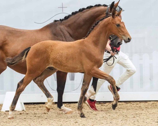 Fohlen von Glamour Dream (Westfale, 2024, von Glamdale Wp NRW)