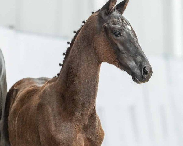 foal by Total Amour (Westphalian, 2024, from Glock's Toto Jr.)