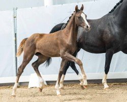 dressage horse Valentino Gold (Westphalian, 2024, from V-Power)