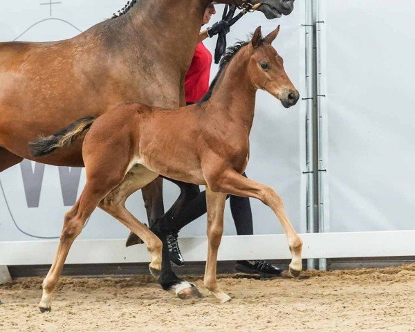 foal by Hengst von Fanegro / Desperados (Westphalian, 2024, from Fanegro)