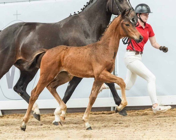 foal by Viva Las Vegas (Westphalian, 2024, from Viva Gold OLD)