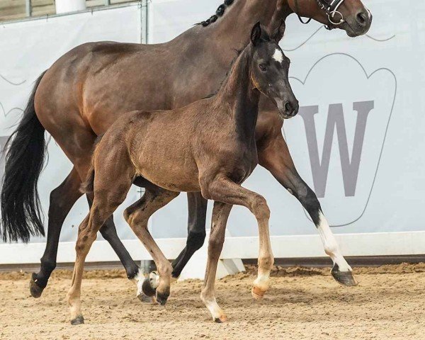 foal by Stute von Fanegro / Sir Heinrich (Westphalian, 2024, from Fanegro)