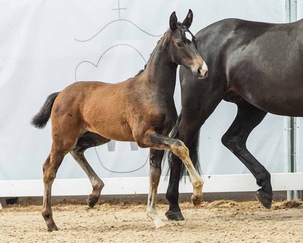 foal by Dream of Rose (Westphalian, 2024, from Diamantenglanz)