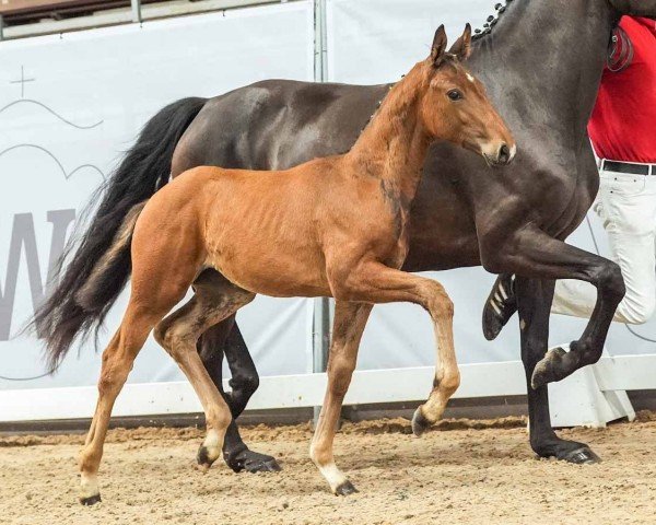 foal by Viktoriella KM (Westphalian, 2024, from Vivaldos)