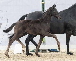 foal by Sir Henry (Westphalian, 2024, from Sebastino PS)