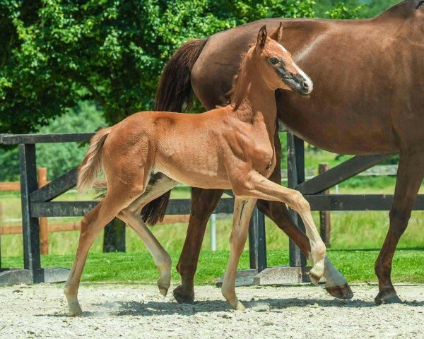 foal by Valentina Magic (Westphalian, 2024, from V-Power)