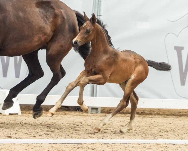 foal by Empire (Westphalian, 2024, from Escamillo)