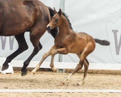 foal by Empire (Westphalian, 2024, from Escamillo)