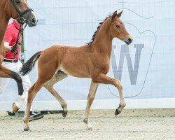 foal by Feel (Westphalian, 2024, from Franziskus FRH)