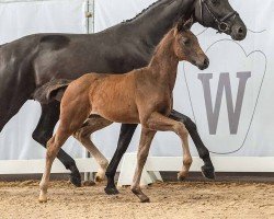 foal by Eloise (Westphalian, 2024, from Escamillo)