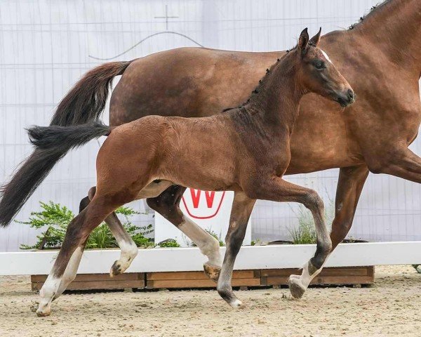 foal by St. Emil (Westphalian, 2024, from St. Emilion)