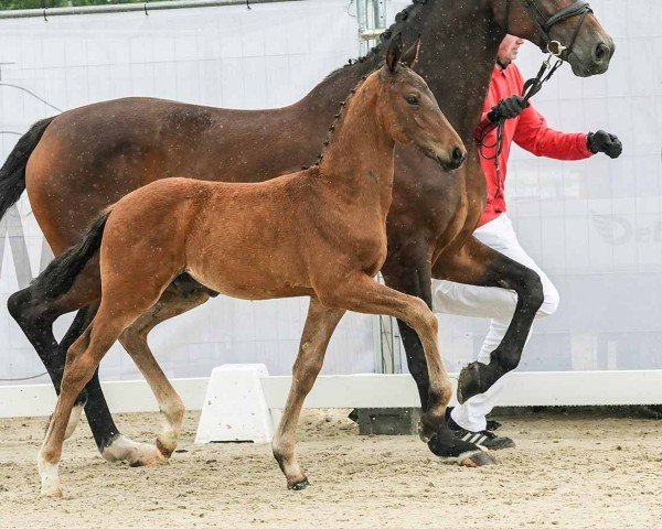 foal Easy Going (Westphalian, 2024, from Escaneno)