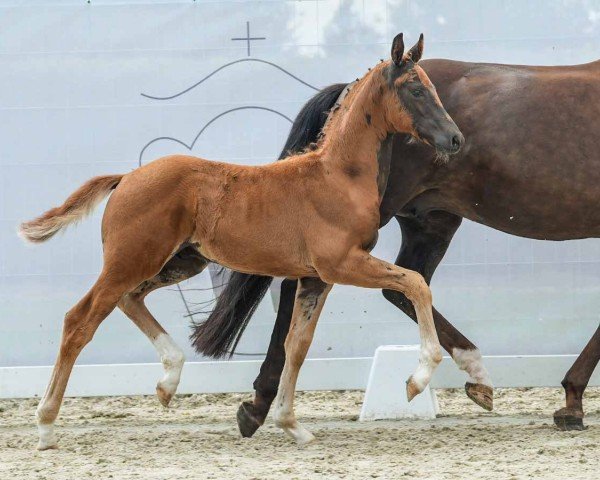 foal by Bonjour (Westphalian, 2024, from Bellany)