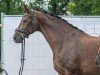 broodmare Bella Donara (Westphalian, 2011, from Bordeaux 28)