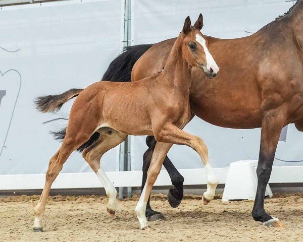 foal by Easy on the eyes (Westphalian, 2024, from Escaneno)