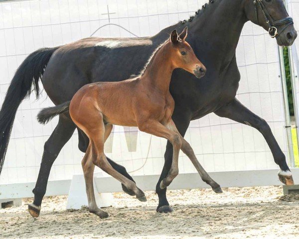 Fohlen von Fascination (Westfale, 2024, von For Kingdom)