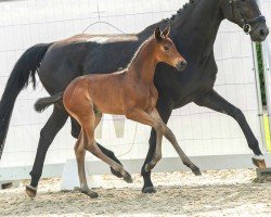 foal by Fascination (Westphalian, 2024, from For Kingdom)